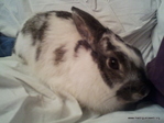 Adopción conejo Minie